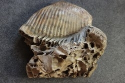DENT DE MAMMOUTH sur sa mâchoire:  Mammuthus primigenius - Pléistocène   Mer du Nord