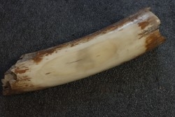 MAMMOTH TUSK:  Mammuthus primigenius - Pléistocène  -  Alaska, USA