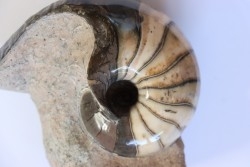 nautilus: Cenoceras annulare - pliensbachian - Fresney-le-Puceux – FRANCE