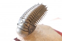 CROTALOCEPHALUS GIBBUS - Praguien - Foum Zguid, Maroc