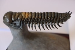 CROTALOCEPHALUS GIBBUS - Praguien - Foum Zguid, Maroc