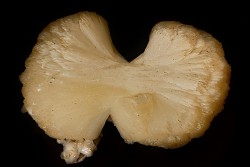 belle stilbite en forme de nœud papillon   INDE