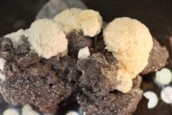 Baryte - Les Malines, Saint-Laurent-Le-Minier, Gard - FRANCE