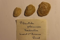 Plicatula placunea - Bedoulien - Laval St Roman, FRANCE