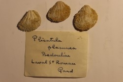 Plicatula placunea - Bedoulien - Laval St Roman, FRANCE