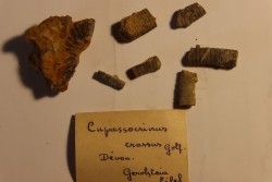 Cupressocrinus crassus - Dévonien - Gerolstein, Allemagne