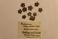 Pentacrinus tuberculatus  Sinemurien  Montagne de St Vincent, Digne