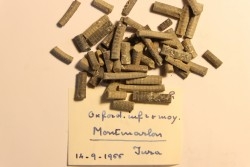 Balanocrinus subteres  Oxfordien  Montmarlon (39)