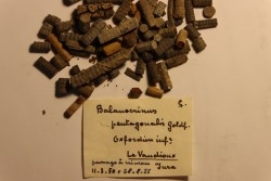 Balanocrinus pentagonalis - Oxfordien - La Vaudioux, Jura, FRANCE