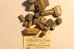 Balanocrinus ?  Oxfordien   Andelot les St Amour, Jura, FRANCE