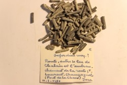 Balanocrinus   Oxfordien moyen  Pont de la Chaux, Jura, FRANCE
