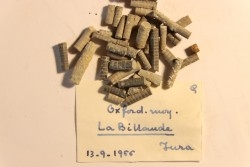 Balanocrinus   Oxfordien moyen  la Billaude, Jura, FRANCE