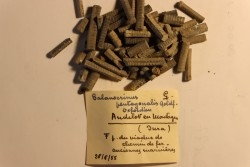 Balanocrinus pentagonalis  Oxfordien  Andelot en Montagne, Jura, FRANCE