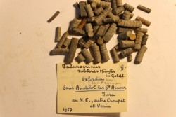 Balanocrinus subteres  Oxfordien  Andelot les St Amour, Jura, FRANCE