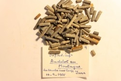 Balanocrinus subteres  Oxfordien  Andelot les St Amour, Jura, FRANCE