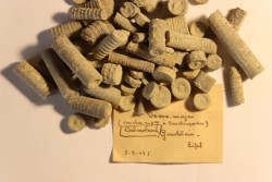 Cupressocrinus crassus - Dévonien - Gerolstein, Allemagne