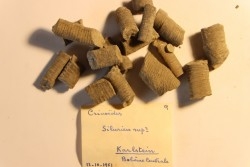 Crinoides sp.  silurien sup  Karlstein, Boheme