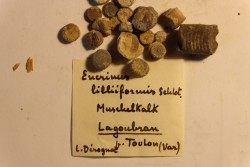 Encrinus Lilliformis  Muschelkalk  Lagoubran, Toulon, Var, FRANCE