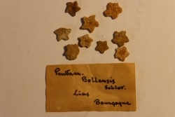 Pentacrinus bollensis Lias  Bourgogne, FRANCE