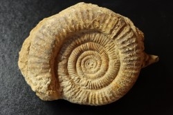 Dumortieria aff. latumbilicata - Toarcien - Feuguerolles, Normandie, FRANCE