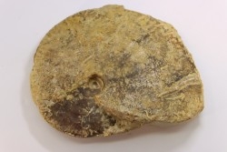 rare Phlycticeras dorsocavatum  - bathonian - Nièvre - FRANCE