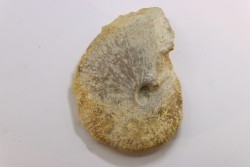 rare Phlycticeras dorsocavatum  - bathonian - Nièvre - FRANCE