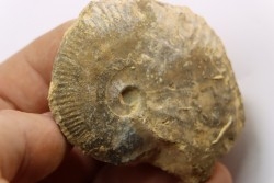 rare Phlycticeras dorsocavatum  - bathonian - Nièvre - FRANCE
