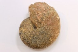 Calliphylloceras supraliasicum  toarcien  Belmont, Rhone, FRANCE