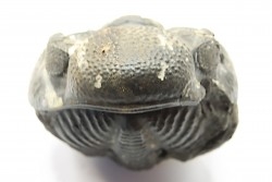 Drotops megalomanicus (Struve)  Eifelien  Jbel El Mrakib, MAROC