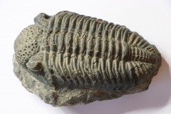 Drotops megalomanicus (Struve)  Eifelian   Jbel El Mrakib, Morocco