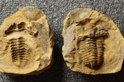 Flexicalymene ouzregui - Katian - ordovician - Jbel Tiskaouine, MOROCCO