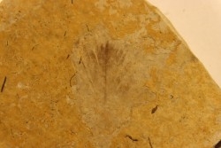 Plume d'oiseau  stampien (oligocène)  région de Forcalquier - (04)- France