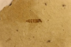insecte diptère  oligocène  région de Aix en Provence - France
