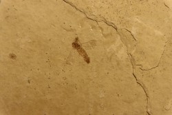 insecte diptère  oligocène  région de Aix en Provence - France