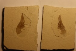 bird feather - oligocène - Aix en Provence area- France