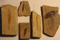 collection de 5 feuilles -  stampien (oligocène) - bois d'asson (04) - FRANCE
