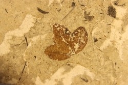 MAPLE leaf: Acer aff. monspessulanum - Tortonien, (Miocene)  Massif du Coiron, Saint Bauzile, Ardeche - FRANCE