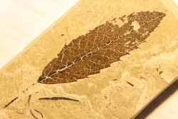 CHESTNUT leaf: Castanea vesca - Tortonien, (Miocene) - Massif du Coiron, Saint Bauzile, Ardeche - FRANCE