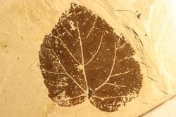 vine leaf:  Vitis aff. teutonica  - Tortonien, (Miocene) - Massif du Coiron, Saint Bauzile, Ardeche - FRANCE