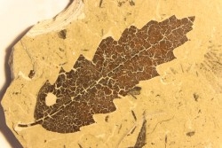 OAK leaf  Quercus aff. hispanica - Tortonien, (Miocene) - Massif du Coiron, Saint Bauzile, Ardeche - FRANCE