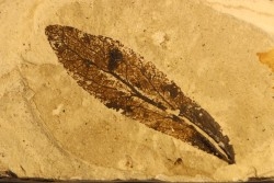 LINDEN leaf  Tilia mastajana - Tortonien, (Miocene) - Massif du Coiron, Saint Bauzile, Ardeche - FRANCE