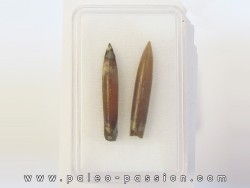 belemnite NEOHIBOLITES STROMBECKIFORMIS (4)