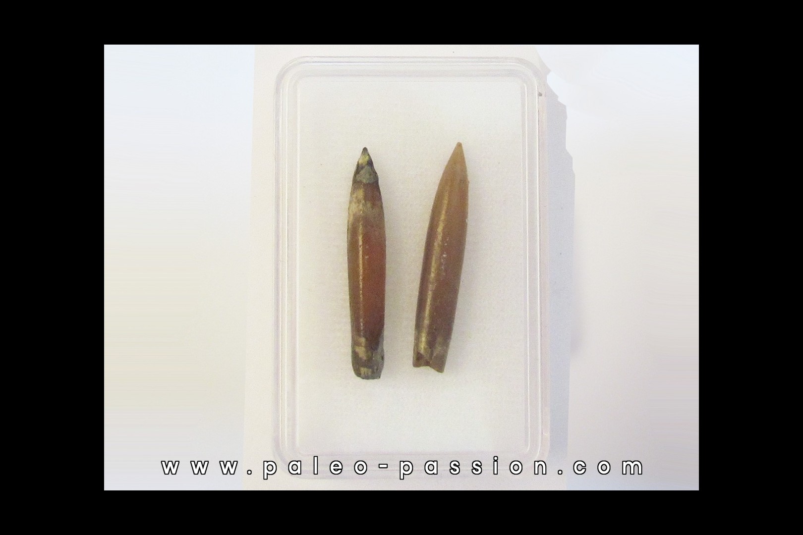 belemnite NEOHIBOLITES STROMBECKIFORMIS (4)