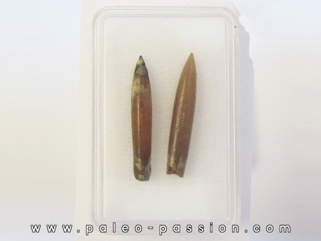 belemnite NEOHIBOLITES STROMBECKIFORMIS (4)