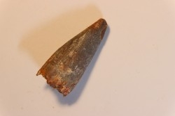 dent de dinosaure SPINOSAURUS AEGYPTIACUS