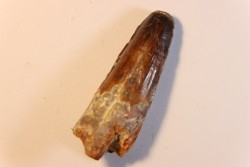 dent de dinosaure SPINOSAURUS AEGYPTIACUS