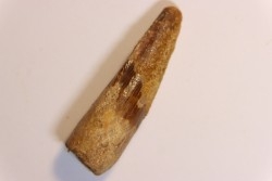 dent de dinosaure SPINOSAURUS AEGYPTIACUS