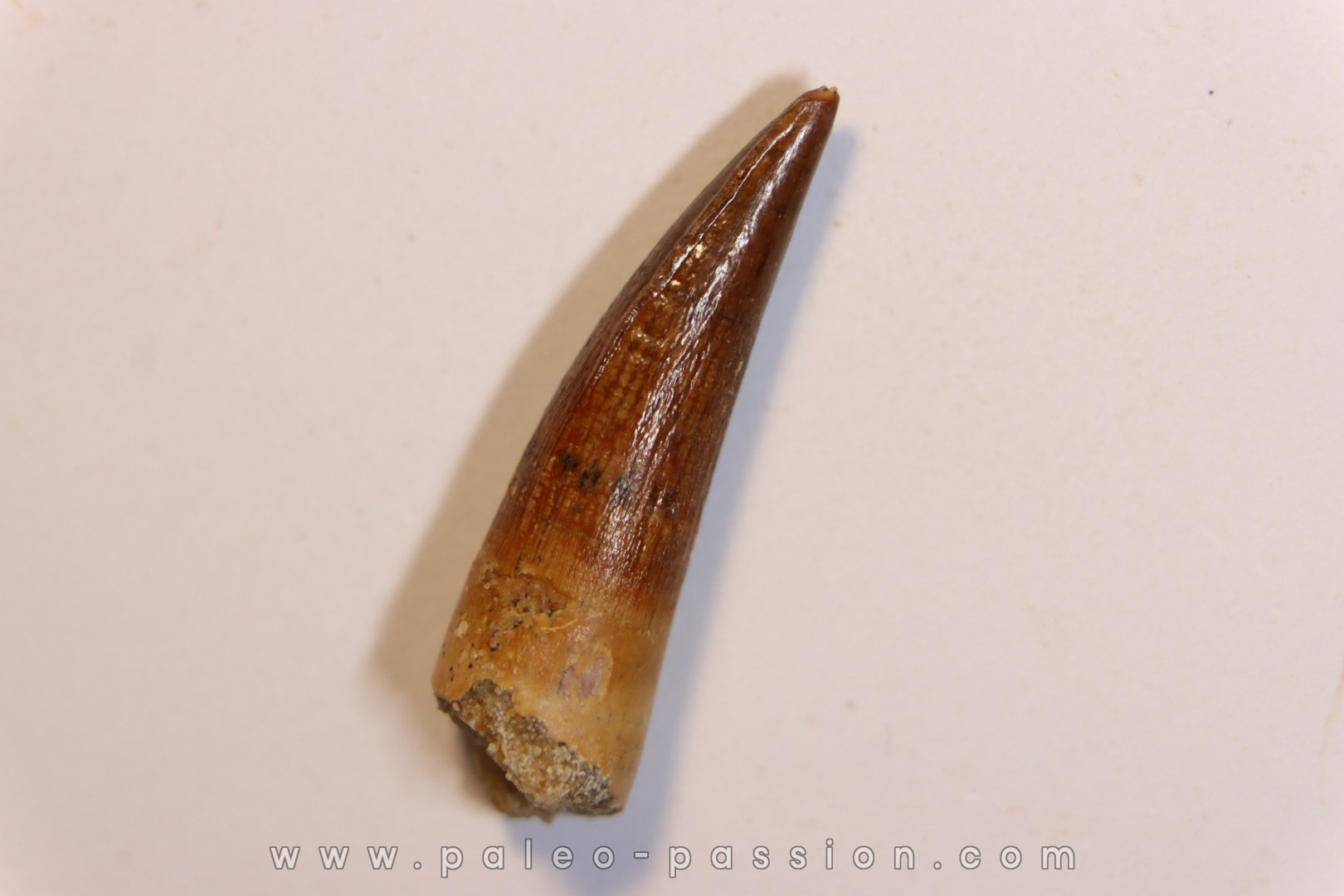 dent de dinosaure SPINOSAURUS AEGYPTIACUS