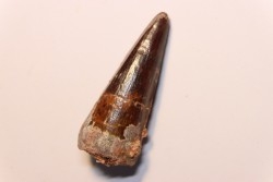 dent de dinosaure SPINOSAURUS AEGYPTIACUS