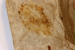Ginkgo biloba - Eocene - British Colombia - Canada